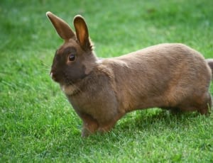 brown rabbit thumbnail