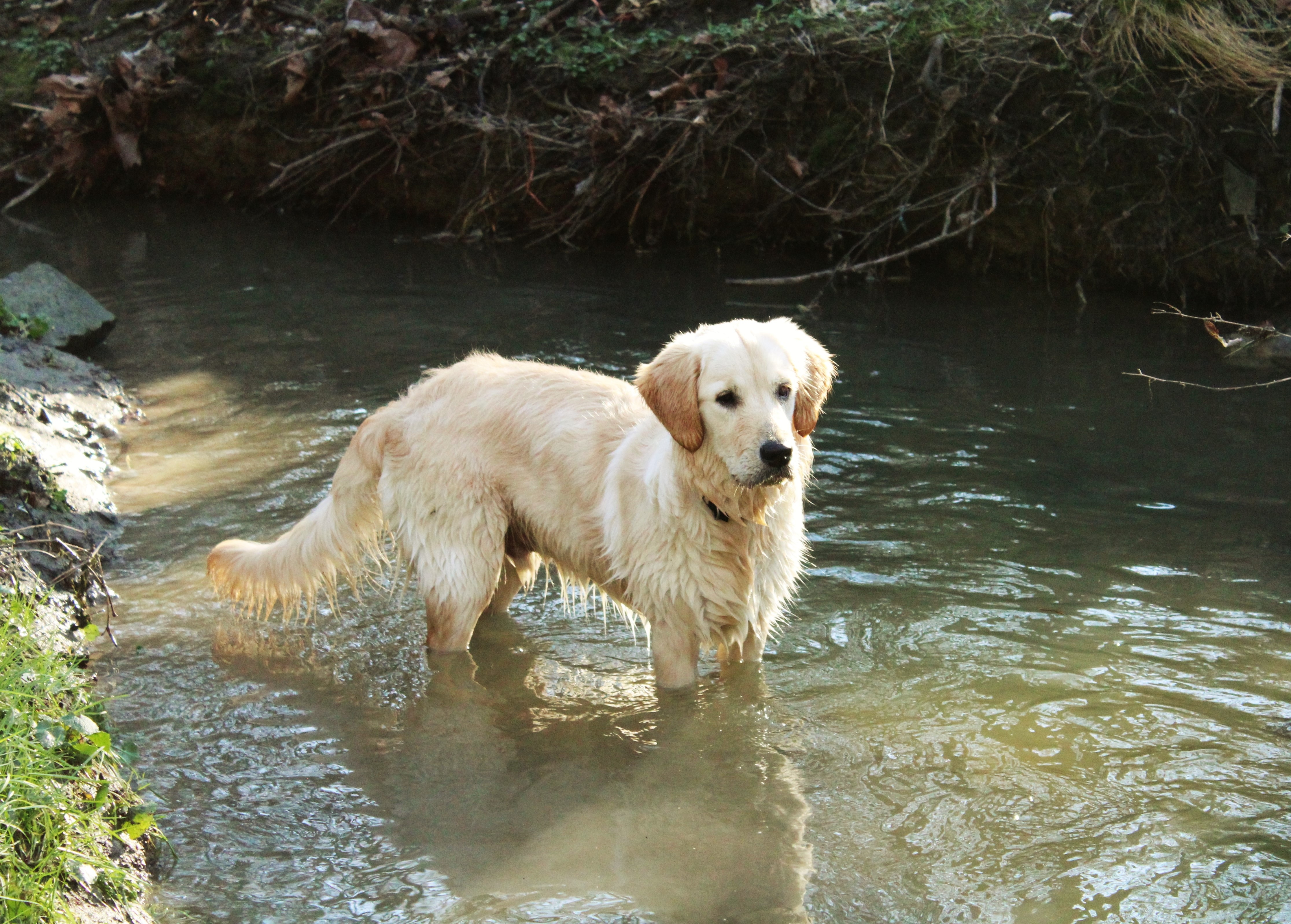 white long coat dog