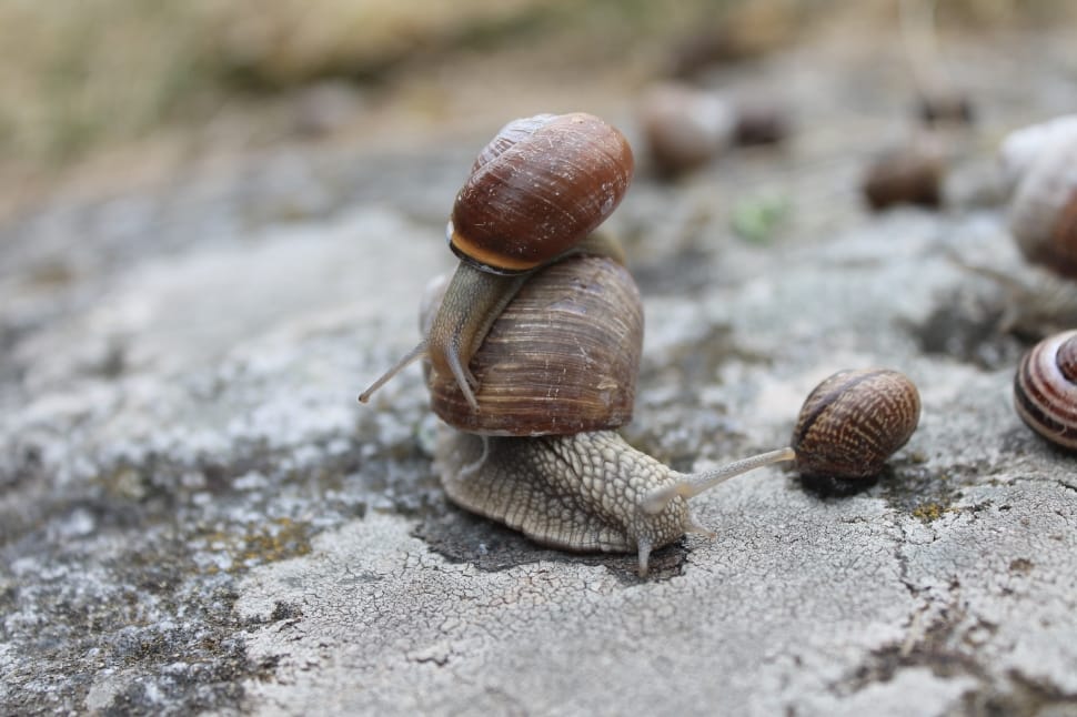 two brown snails closeup photography preview
