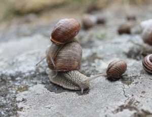 two brown snails closeup photography thumbnail