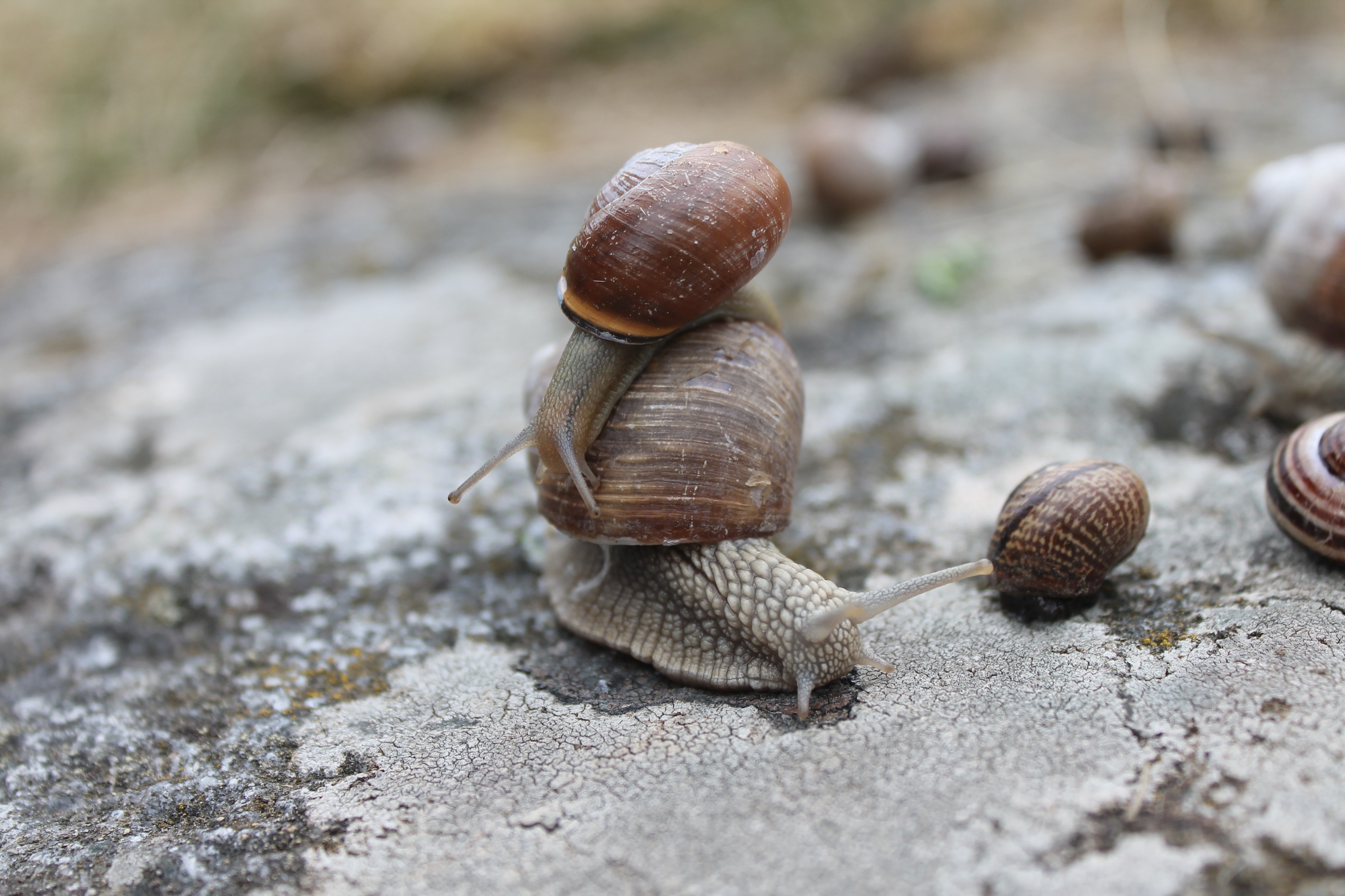 two brown snails closeup photography