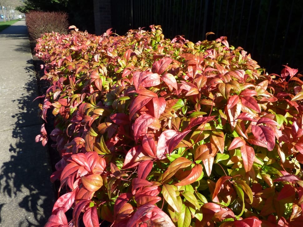 red-and-green leaf plant lot preview