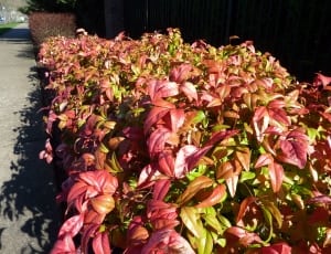 red-and-green leaf plant lot thumbnail