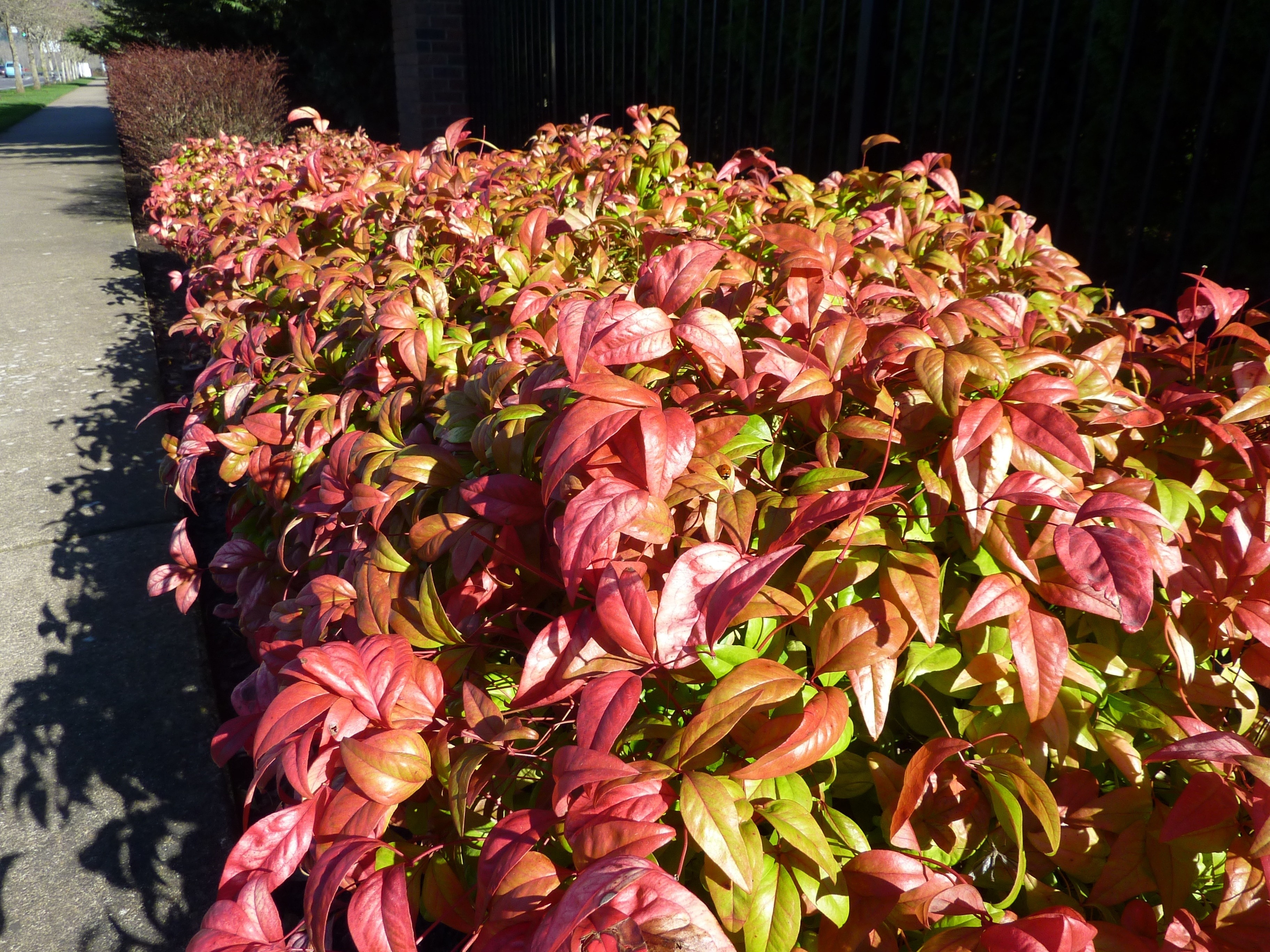 red-and-green leaf plant lot