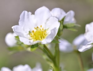 white petaled flowers thumbnail