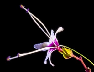 white and purple petal flowr thumbnail