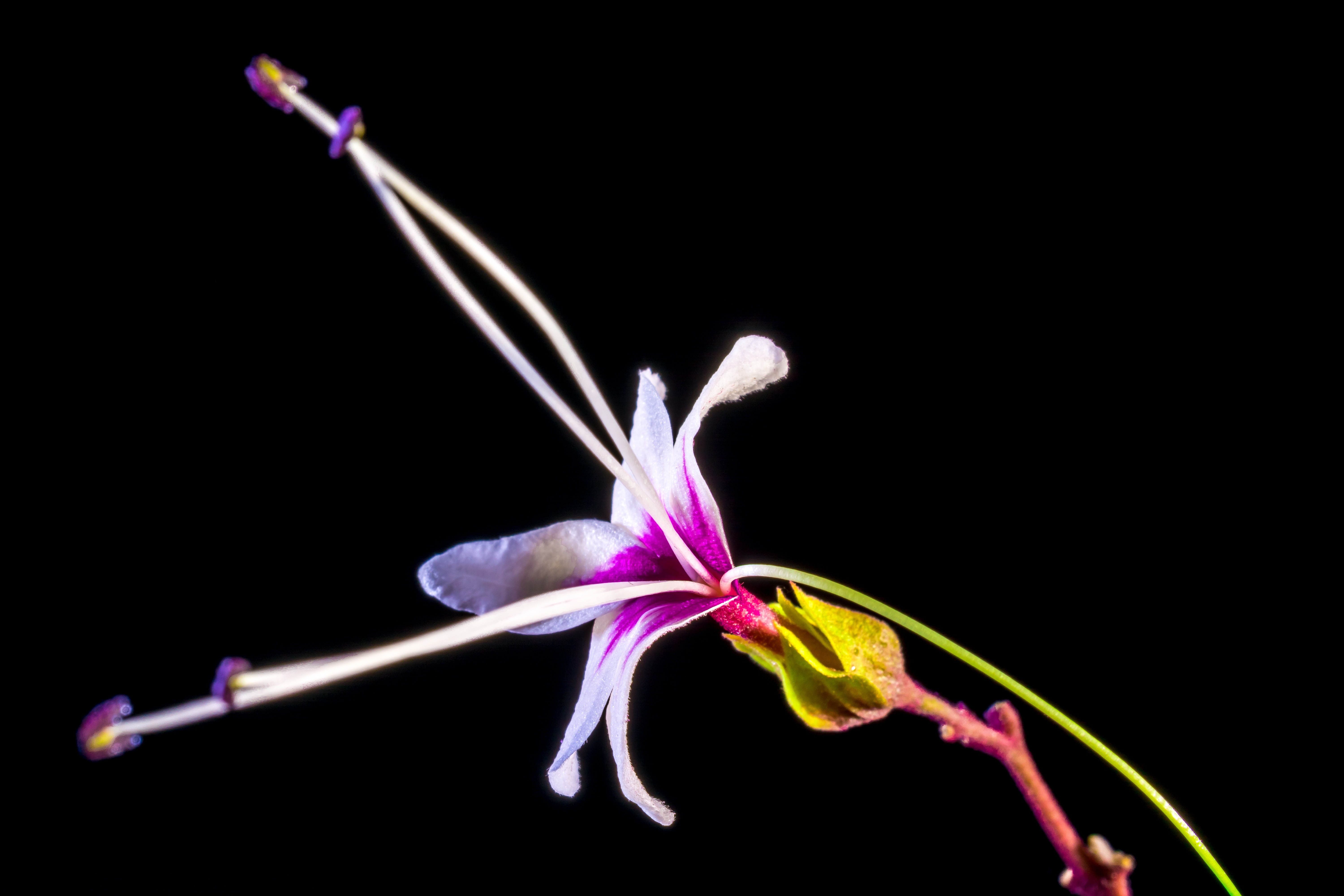 white and purple petal flowr