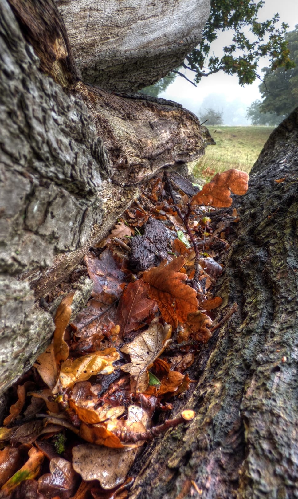 brown tree leaf on tree preview