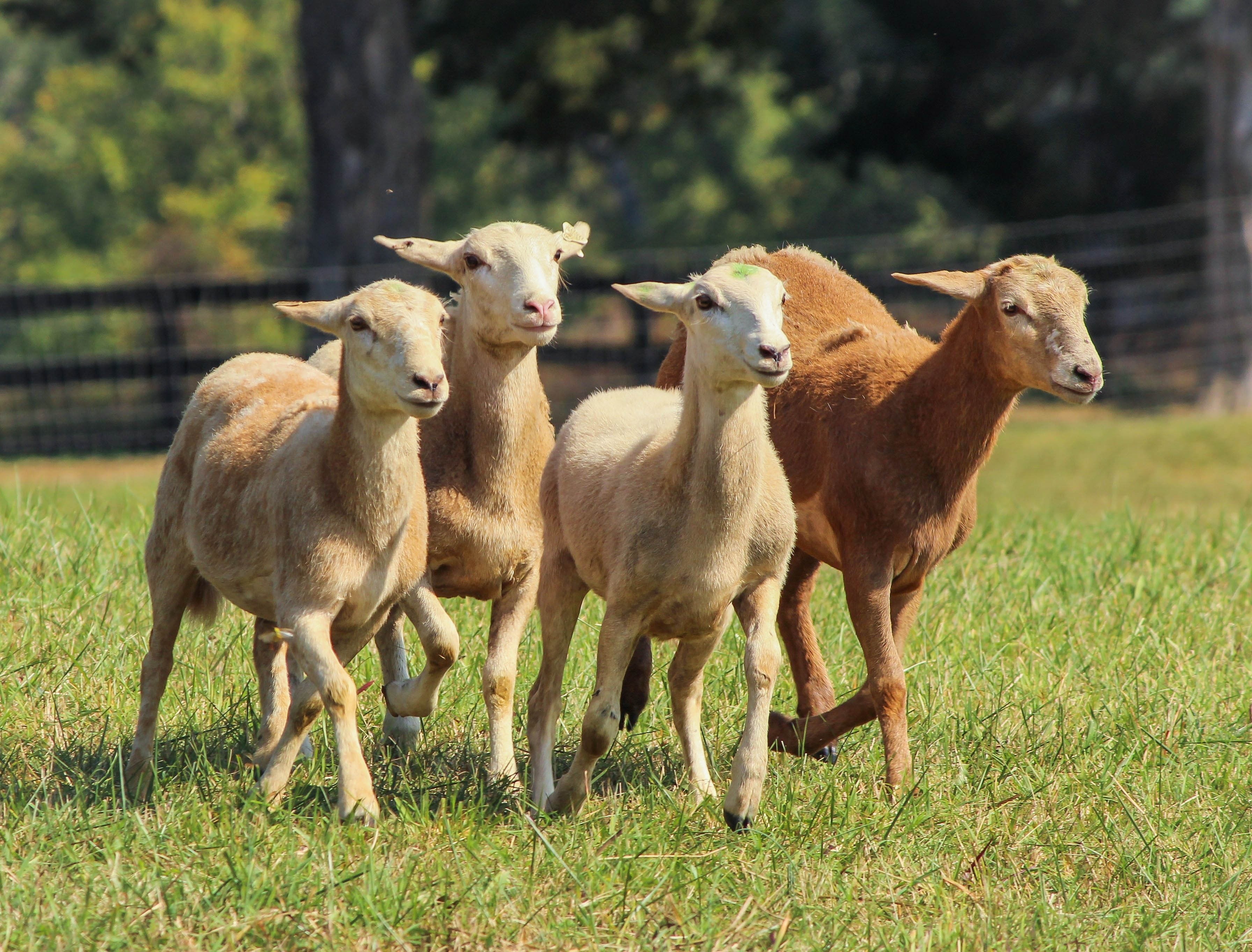 4 brown sheeps