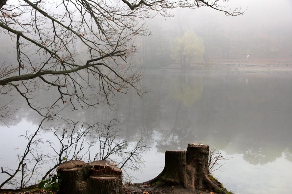 lake with fogs beside bare trees preview