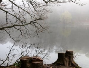 lake with fogs beside bare trees thumbnail