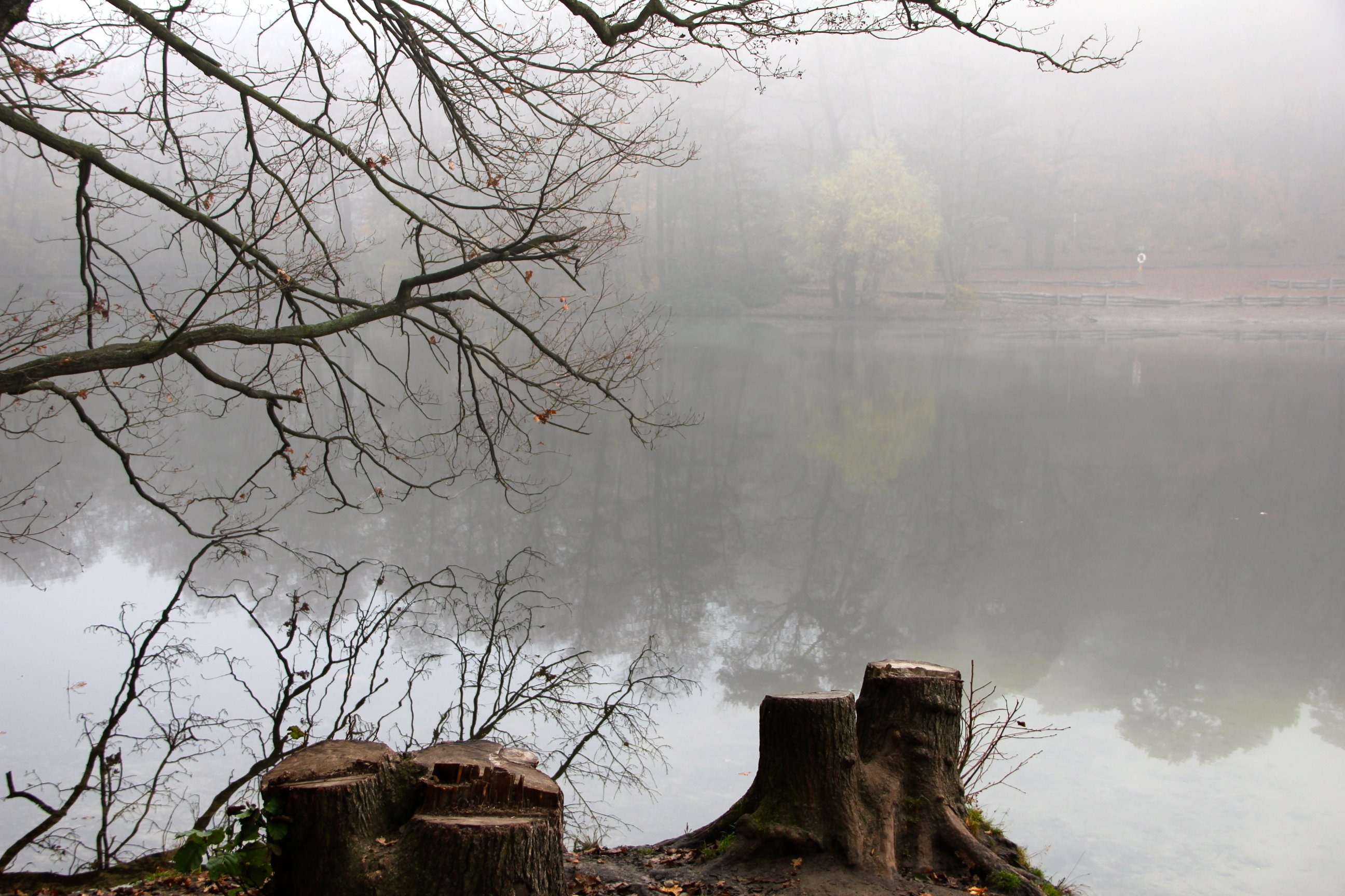 lake with fogs beside bare trees