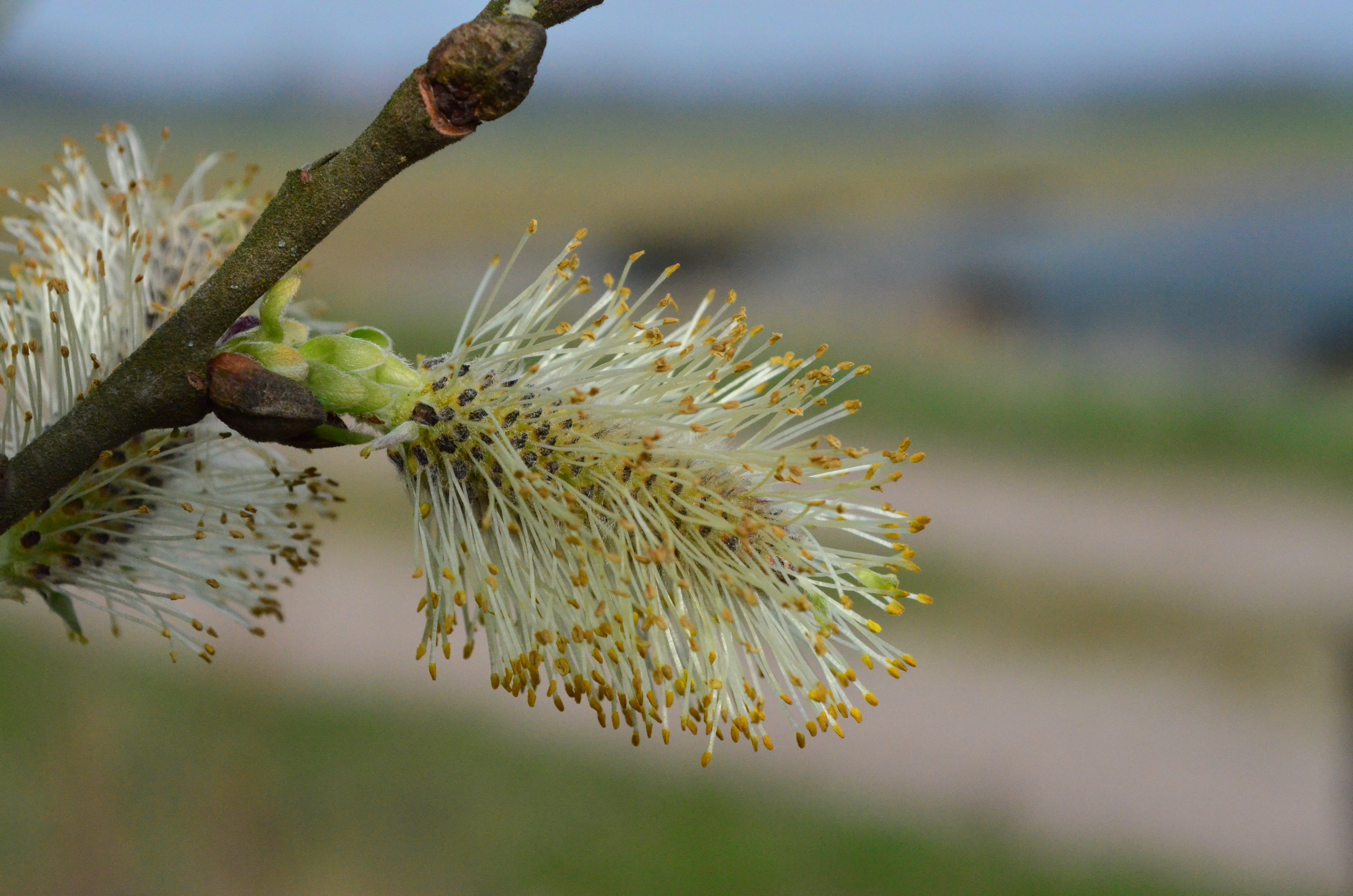Pussy Willow, Pasture, Spring, Blossom, close-up, nature