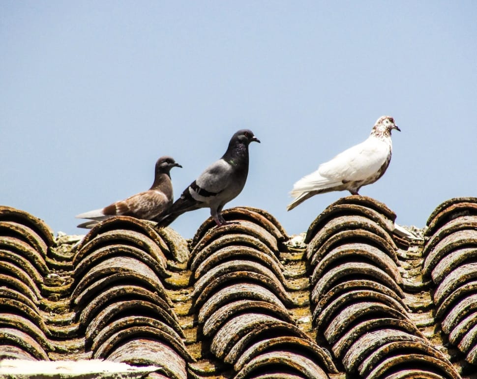 three pigeons on roof preview