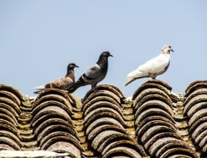 three pigeons on roof thumbnail