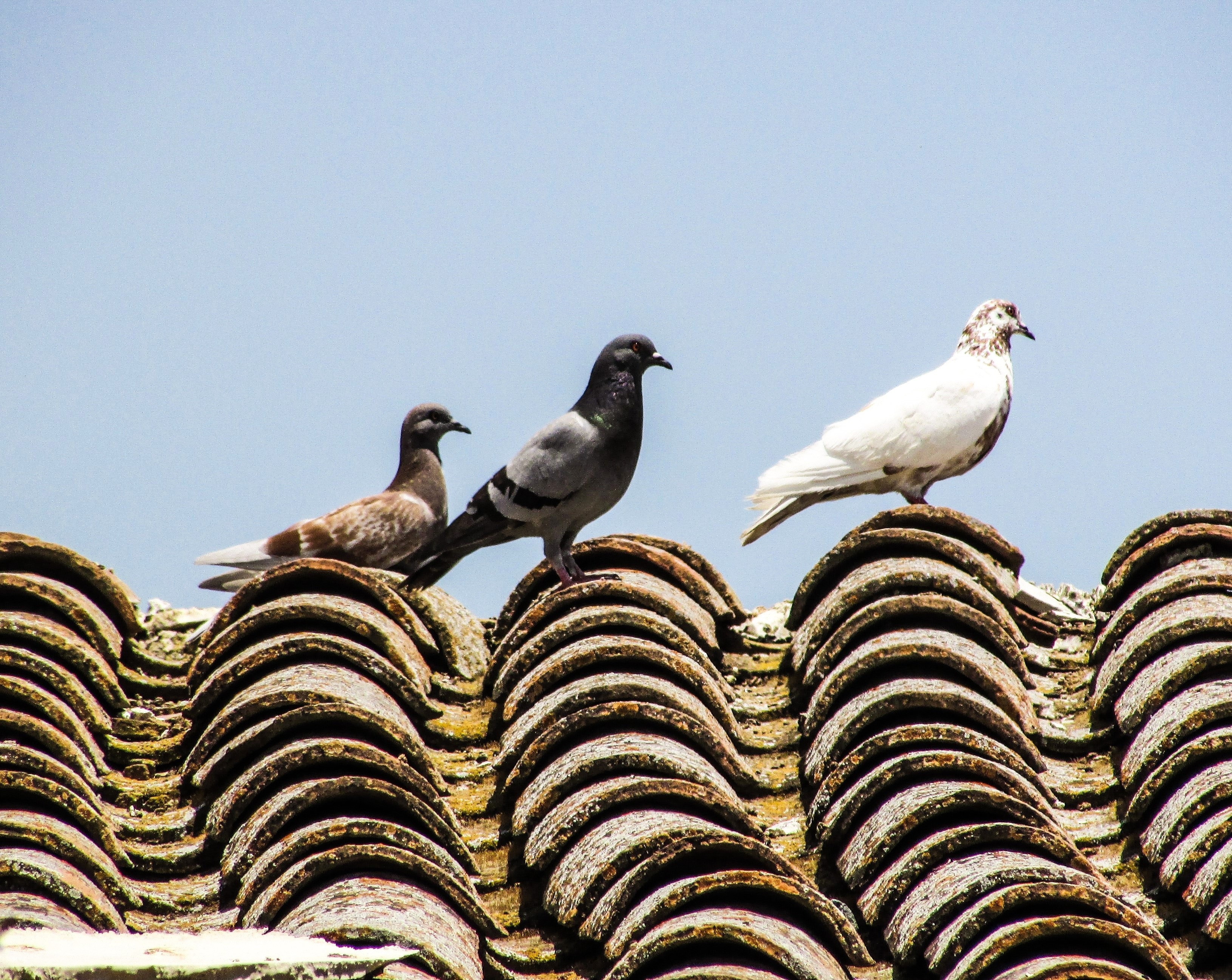 three pigeons on roof