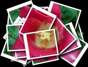 pink tulip photo thumbnail