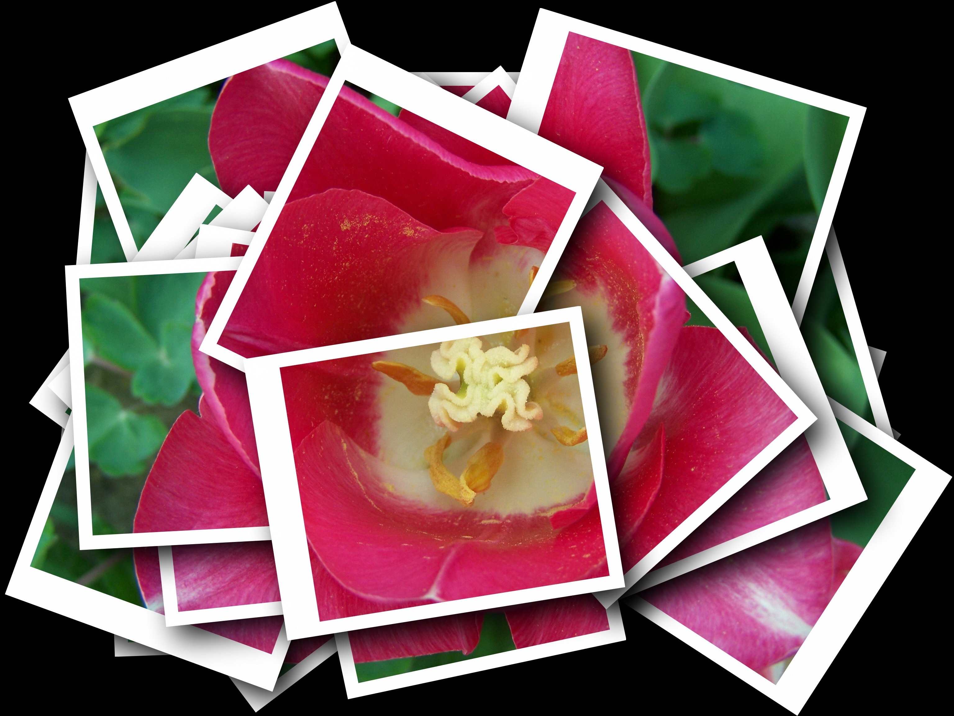 pink tulip photo