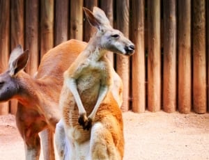 2 brown kangaroos thumbnail
