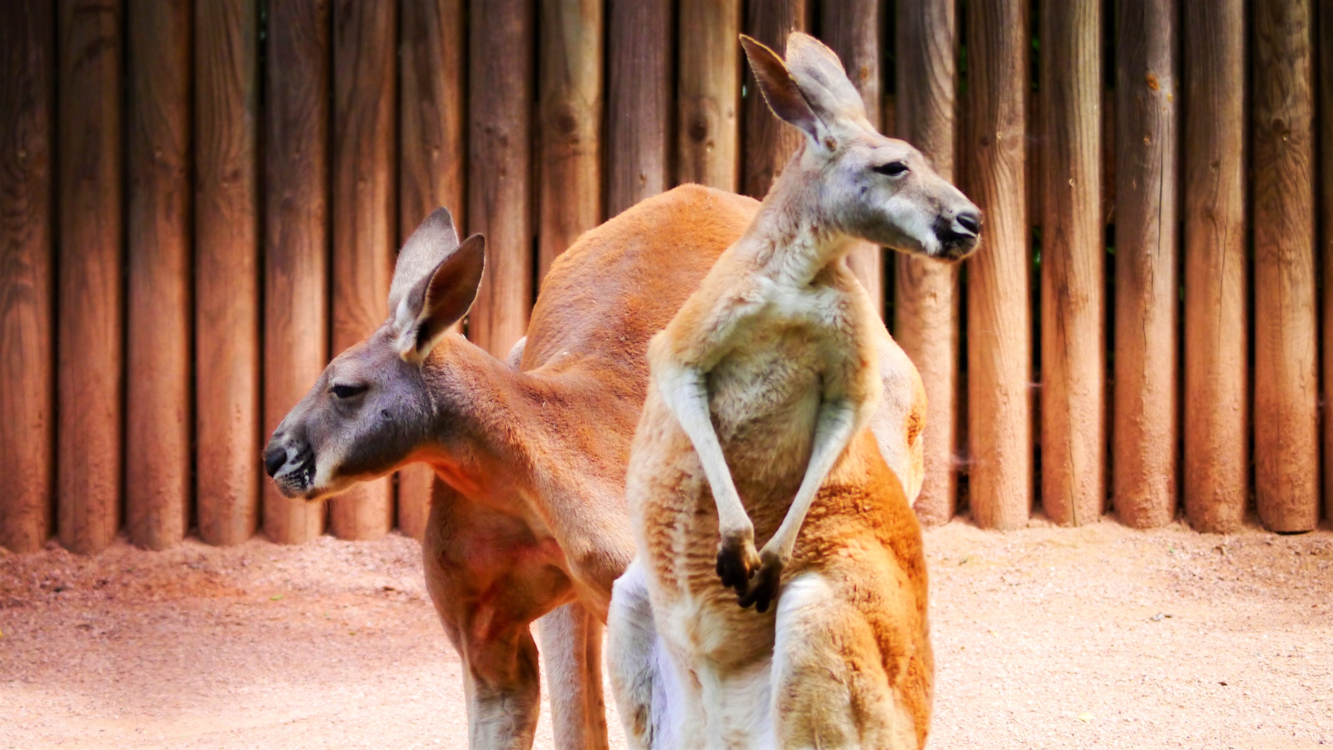 2 brown kangaroos