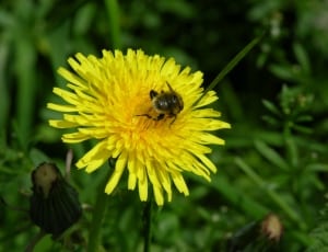 bee on yellow flower thumbnail