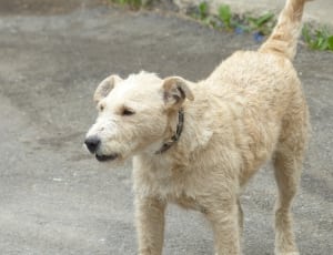 beige coated medium breed dog thumbnail