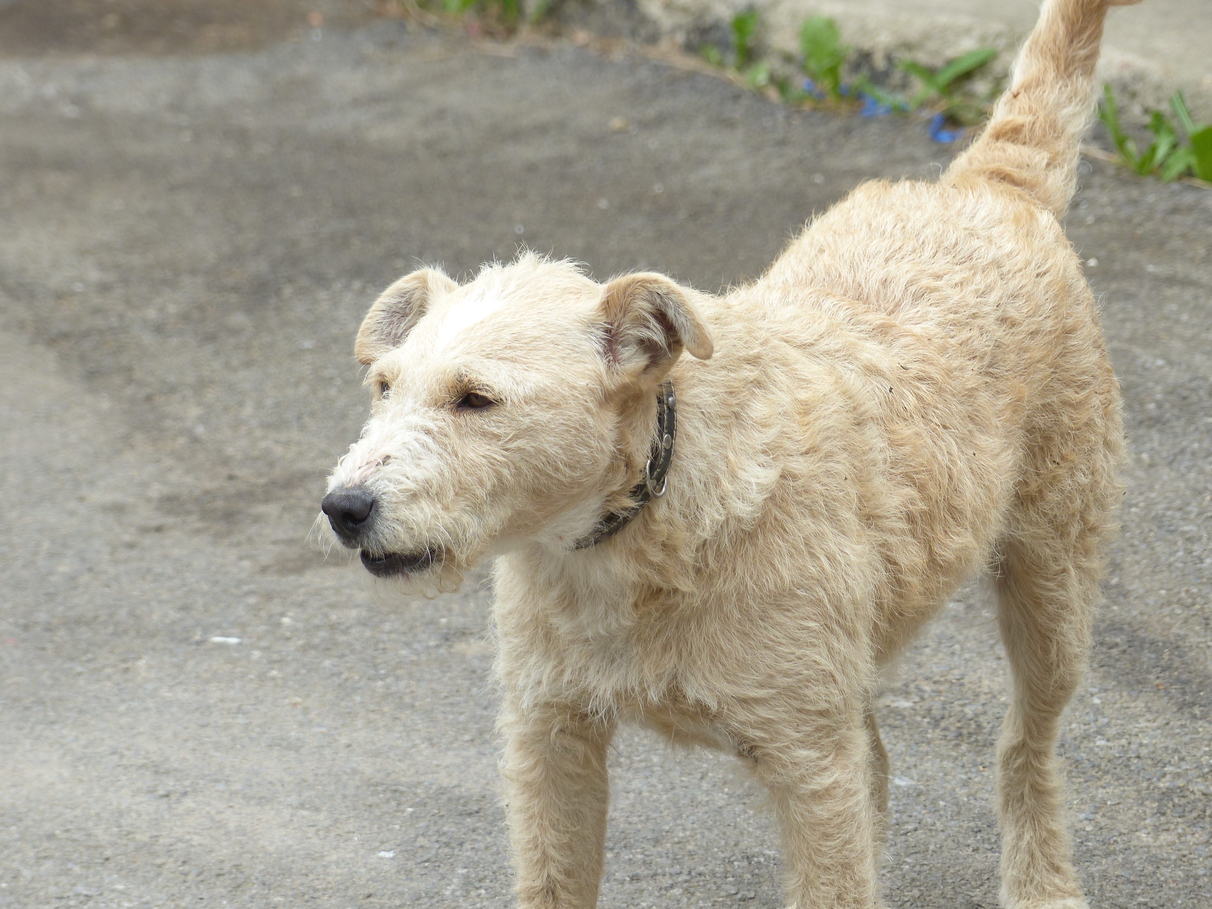 beige coated medium breed dog