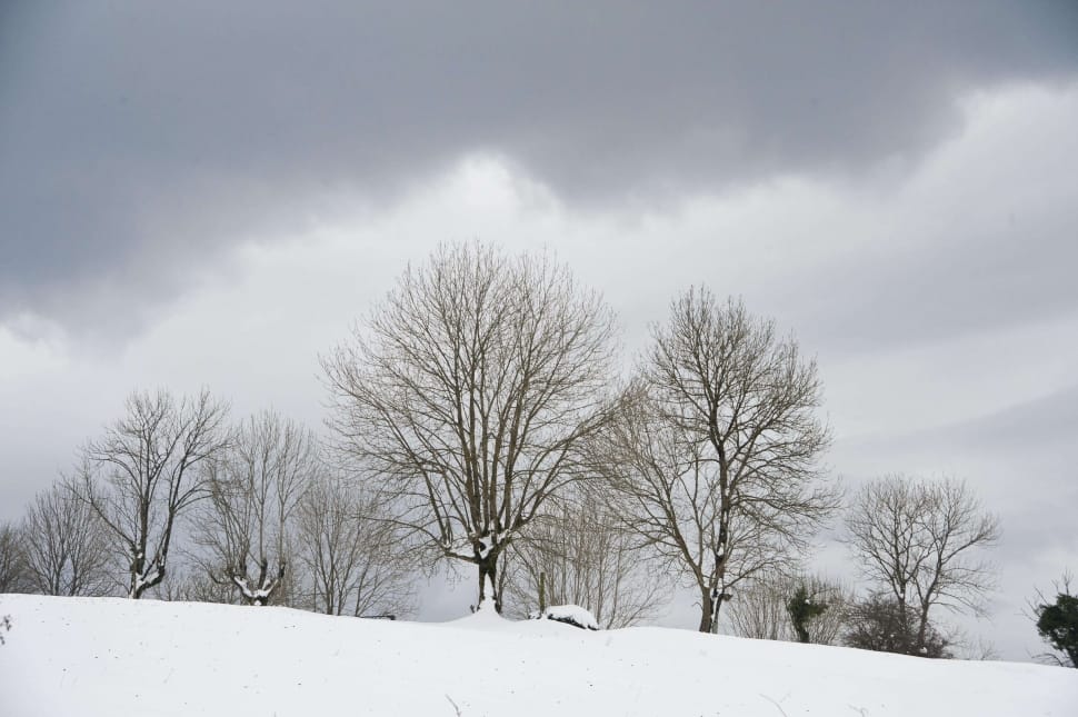 withered trees on snow covered field under cloudy sky preview