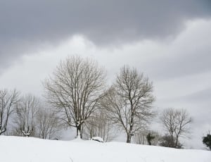 withered trees on snow covered field under cloudy sky thumbnail