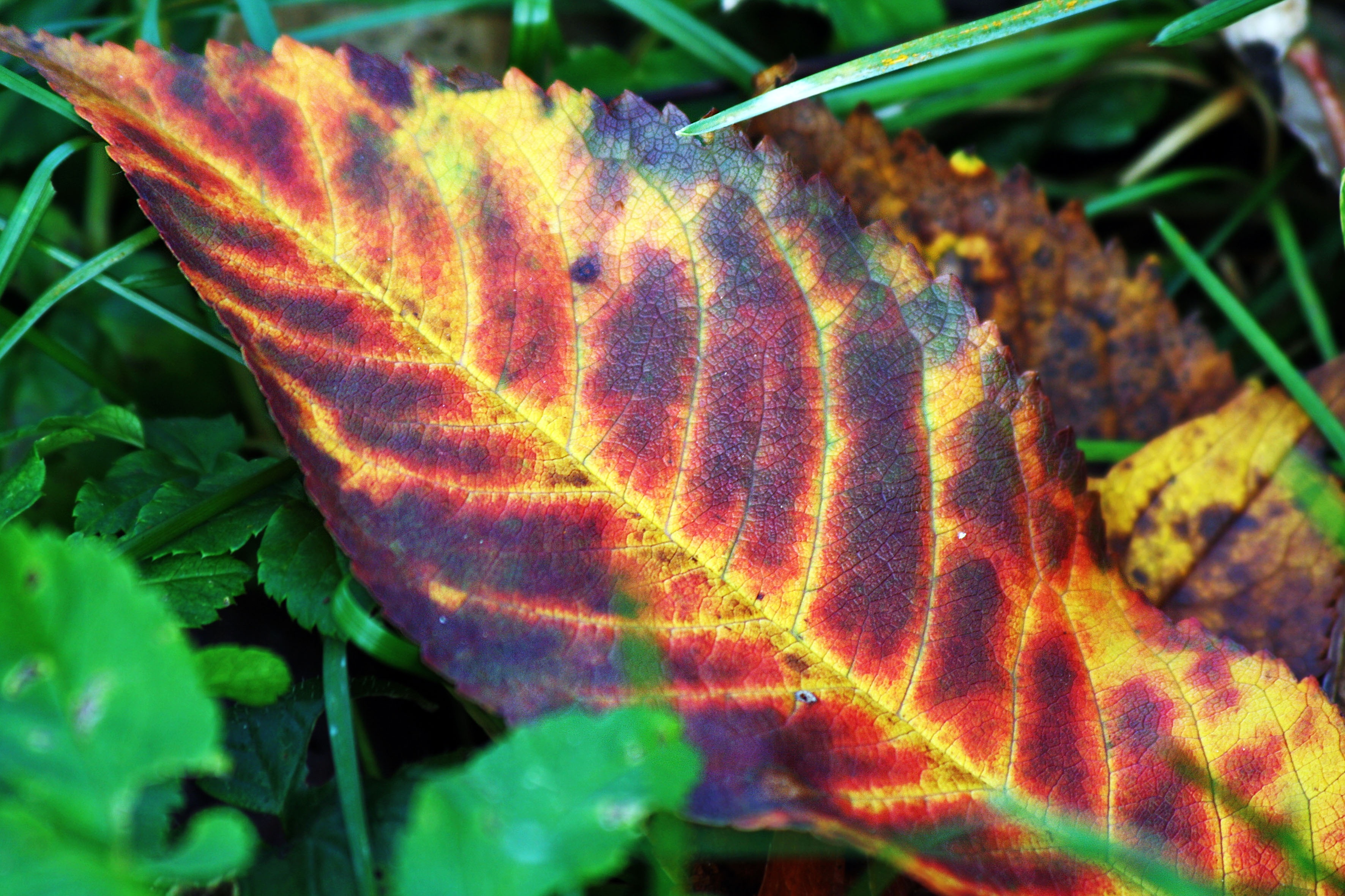 yellow and red leaf