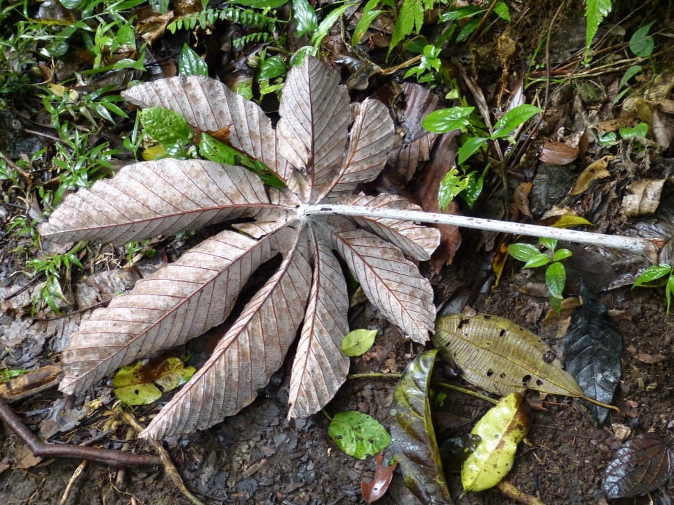 brown leaf plant on brown soil with leaves beside preview