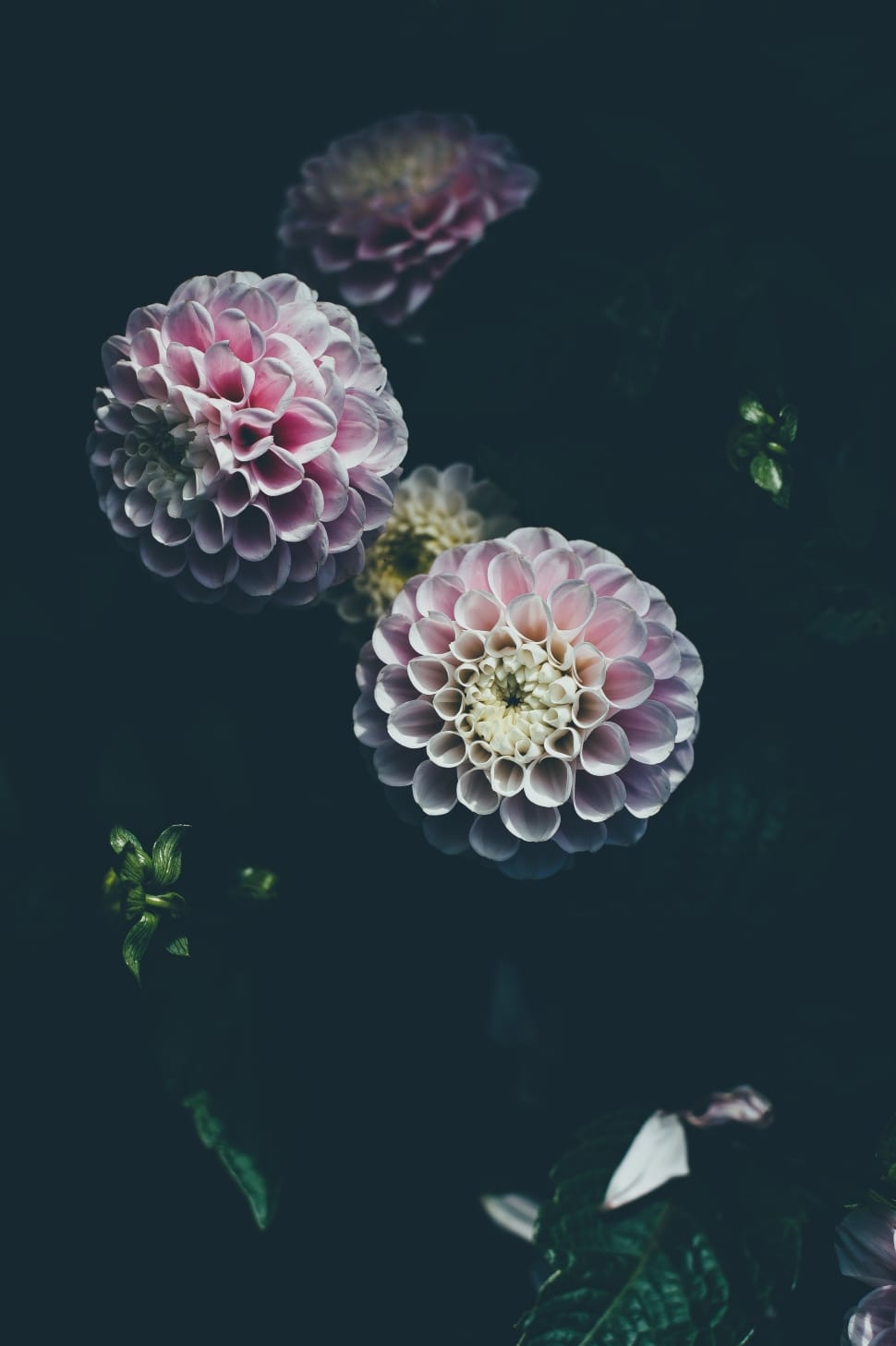 pink-and-white ball dahlias close up photography preview