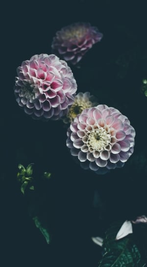 pink-and-white ball dahlias close up photography thumbnail