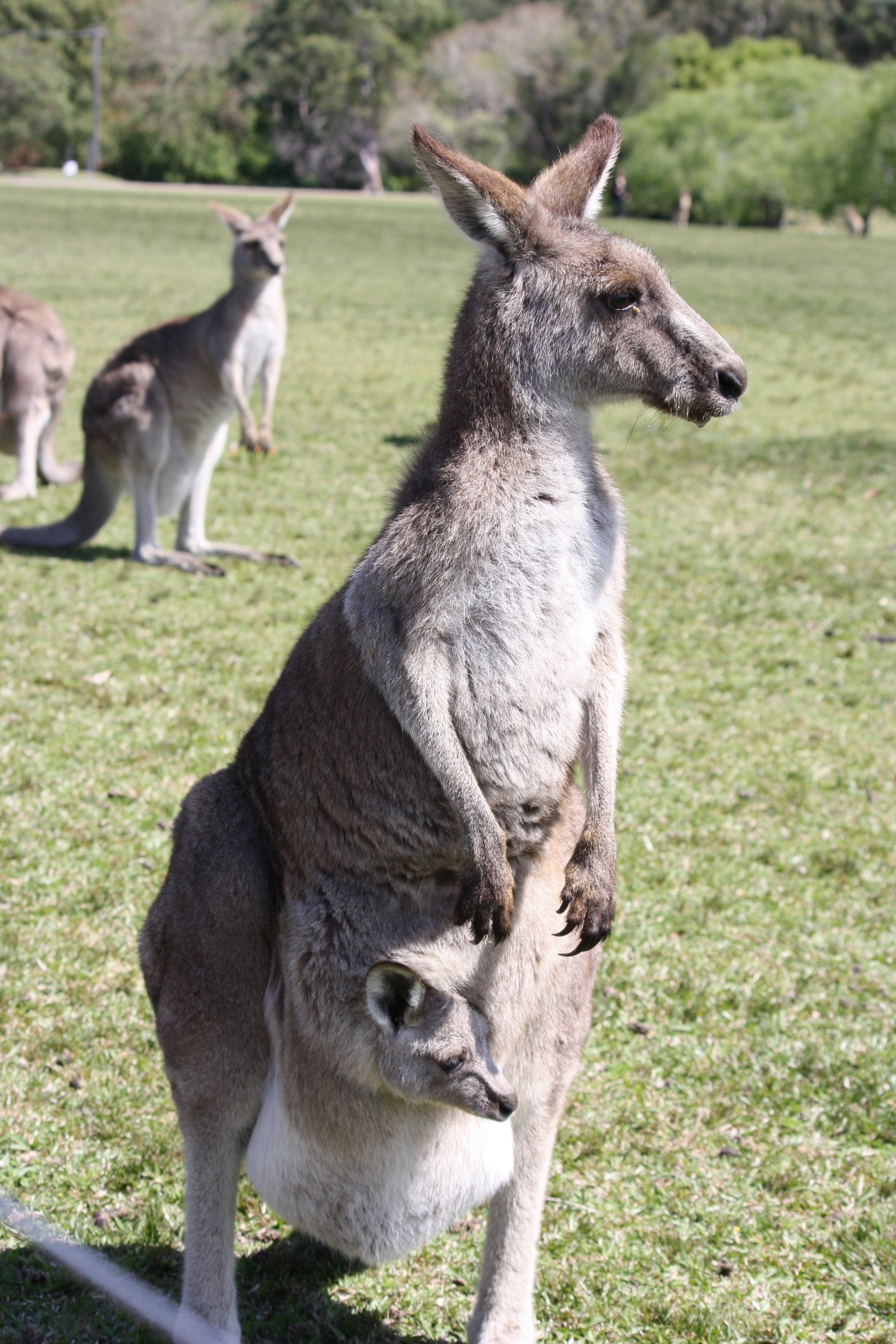 group of Kangaroo on grass field