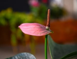 pink anthurium in bloom during daytime thumbnail