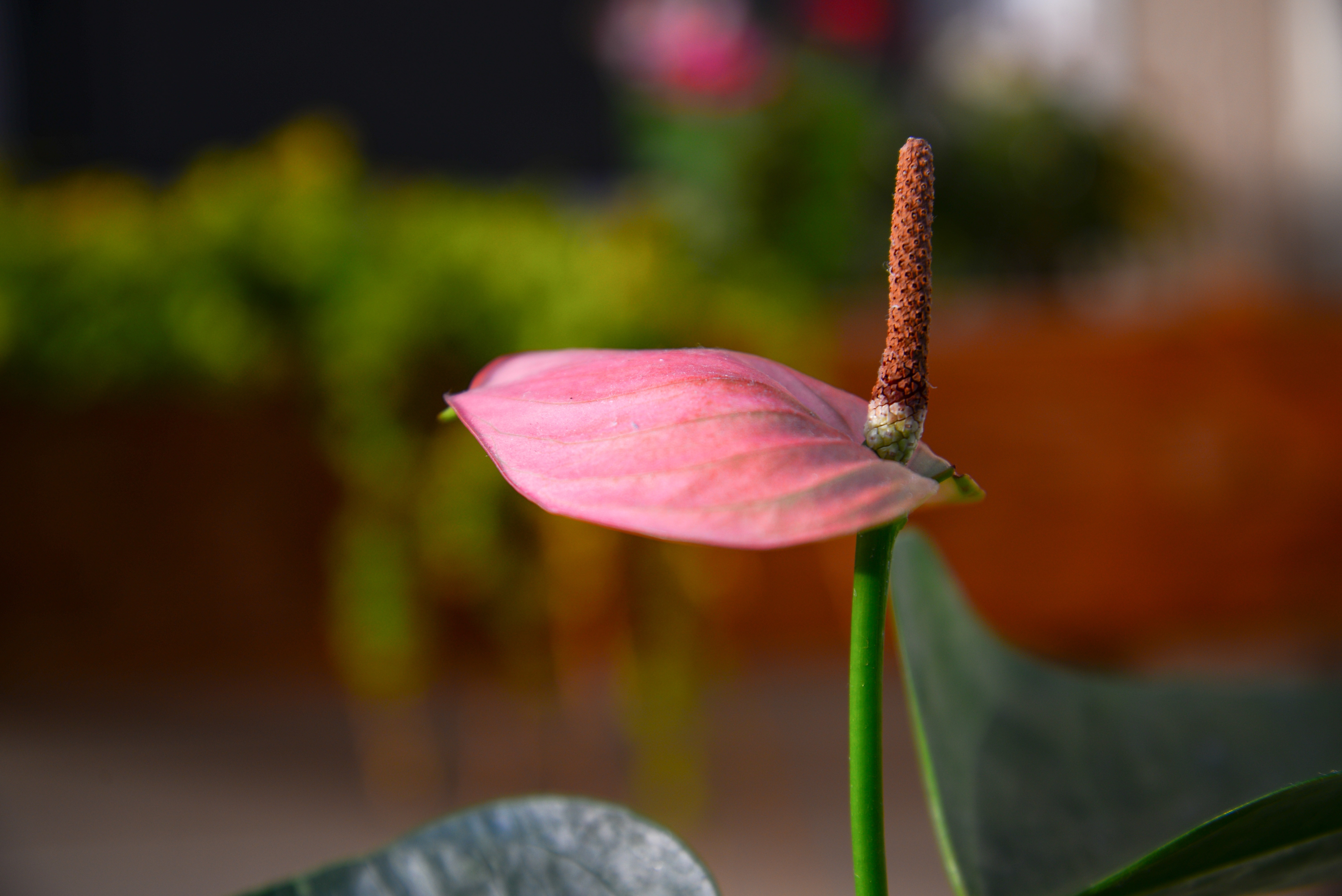 pink anthurium in bloom during daytime