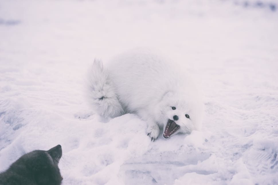 white animal lying on snow covered field preview