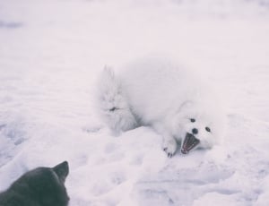 white animal lying on snow covered field thumbnail
