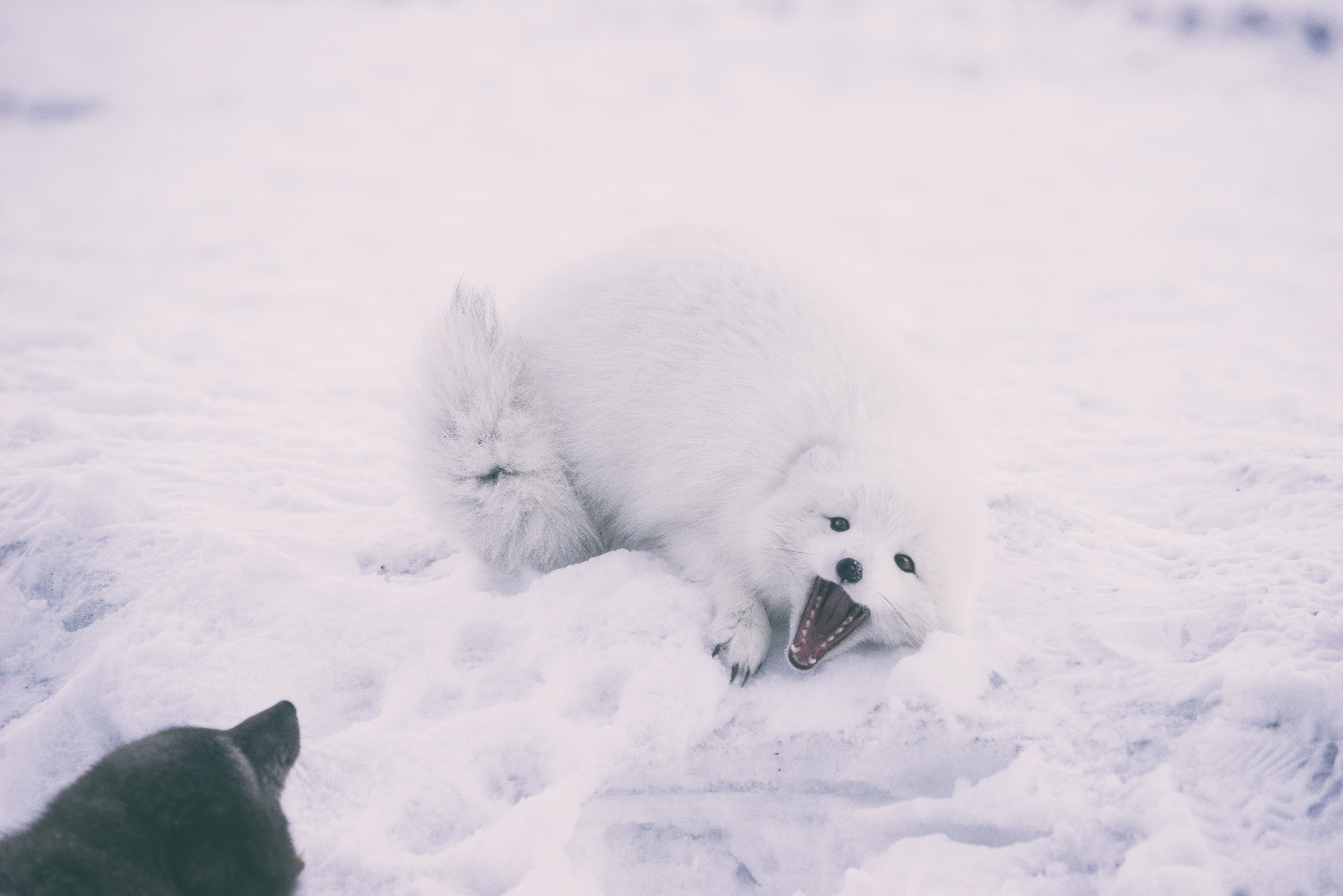 white animal lying on snow covered field