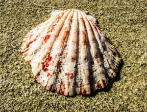 white sea shell thumbnail
