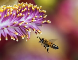 honey bee beside purple flower in closeup photography thumbnail