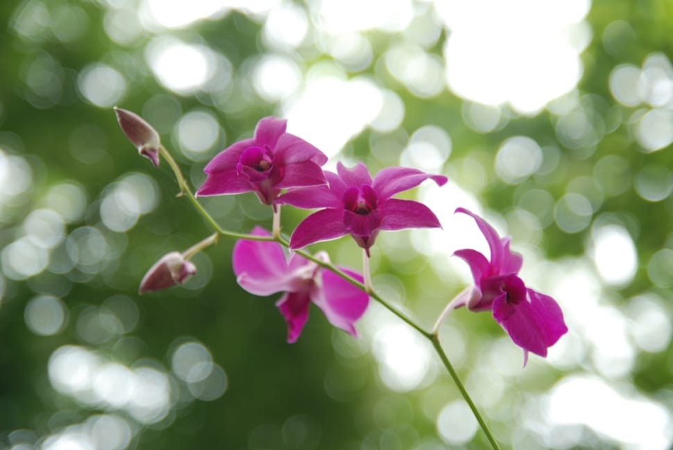 pink orchids preview