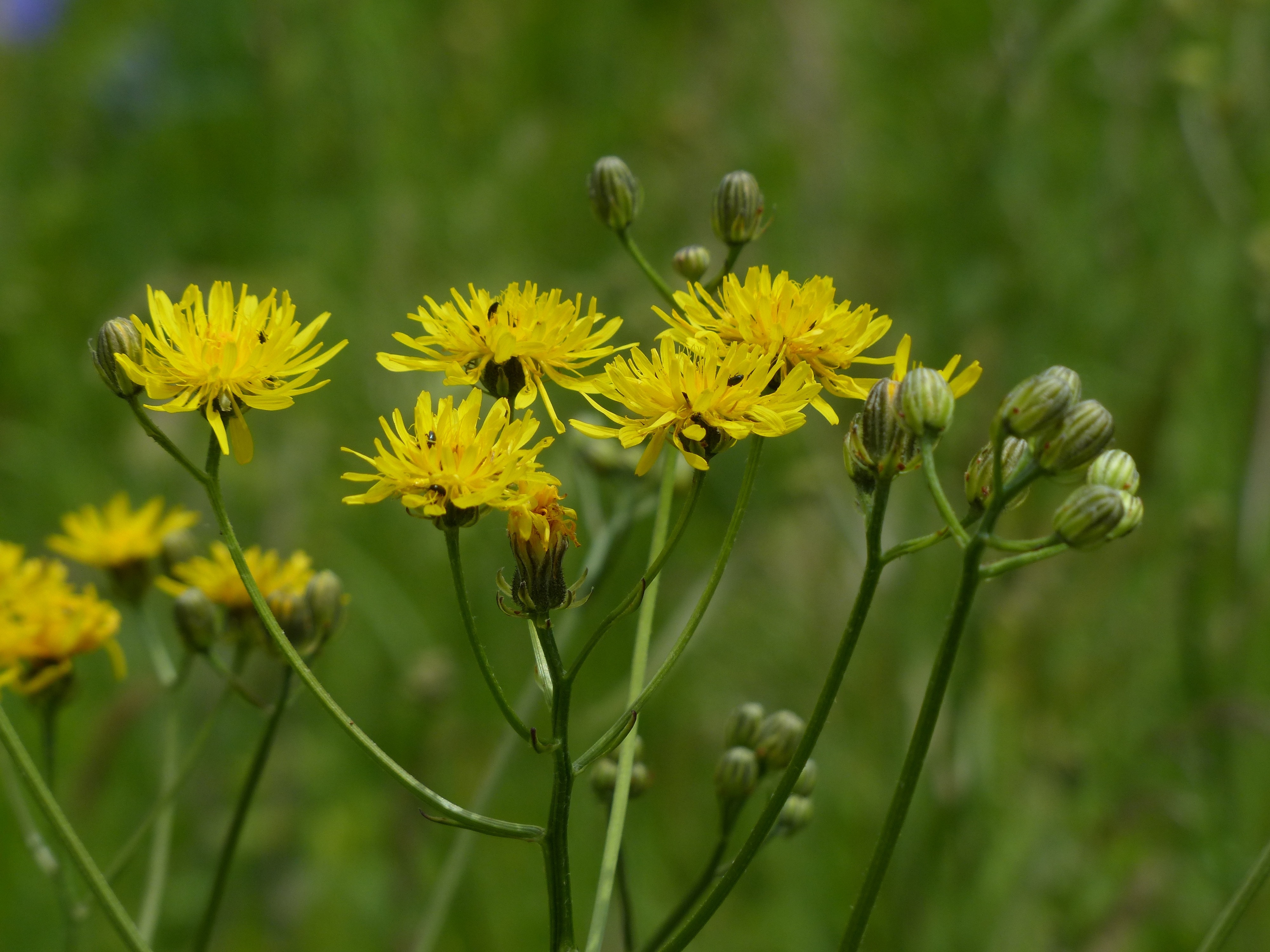 yellow sow thistle
