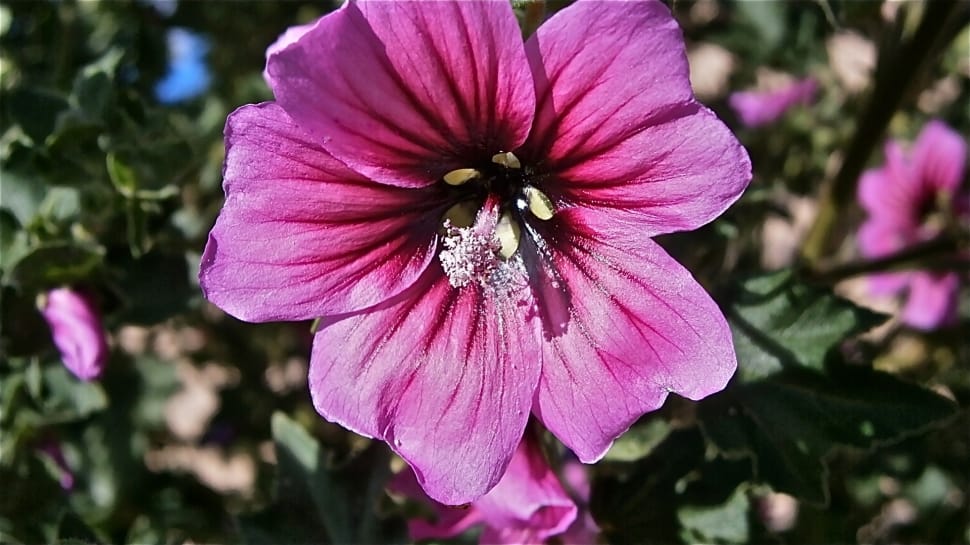 pink hibiscus flower preview