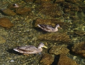 2 gray and white duck thumbnail