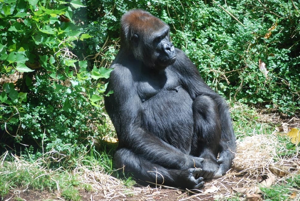 black gorilla preview
