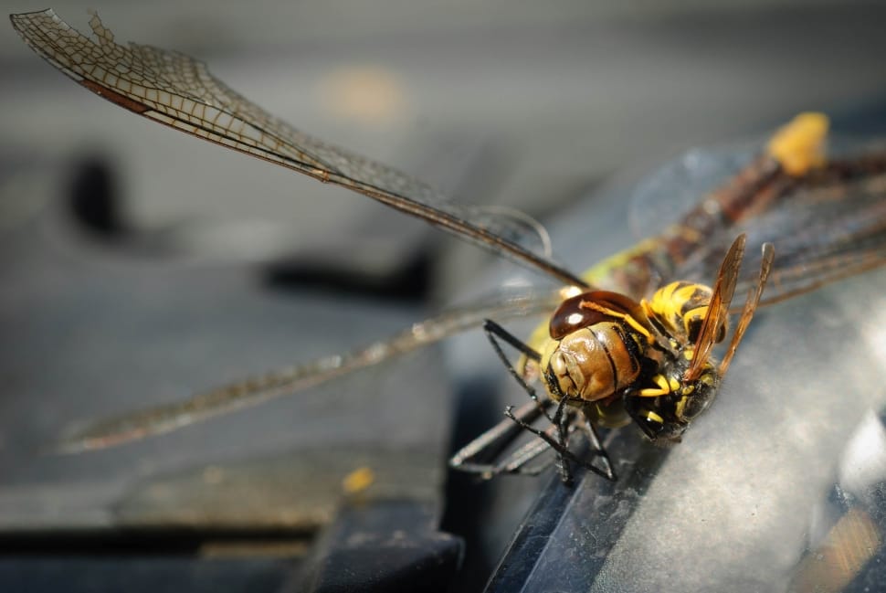 Dragonfly, Wasp, Nature, Close, Insect, insect, one animal preview