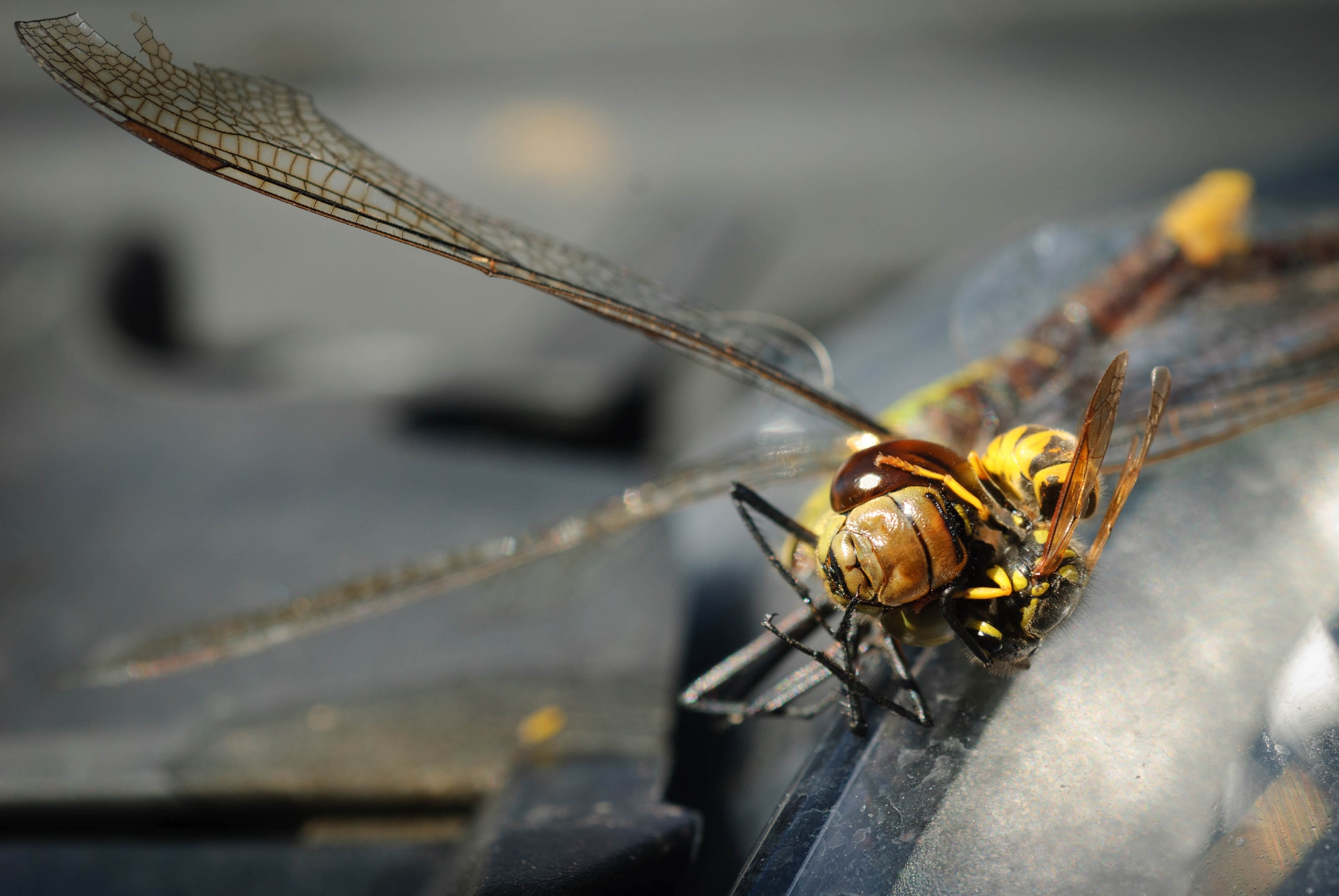 Dragonfly, Wasp, Nature, Close, Insect, insect, one animal