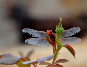 flame skimmer dragonfly thumbnail