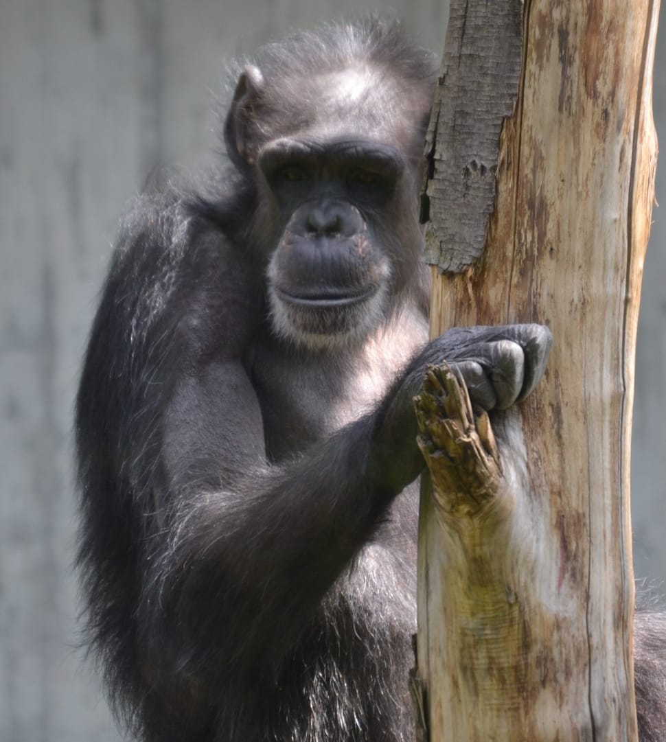 monkey preview